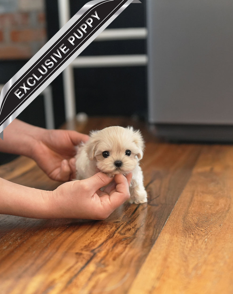 MALTIPOO_STELA