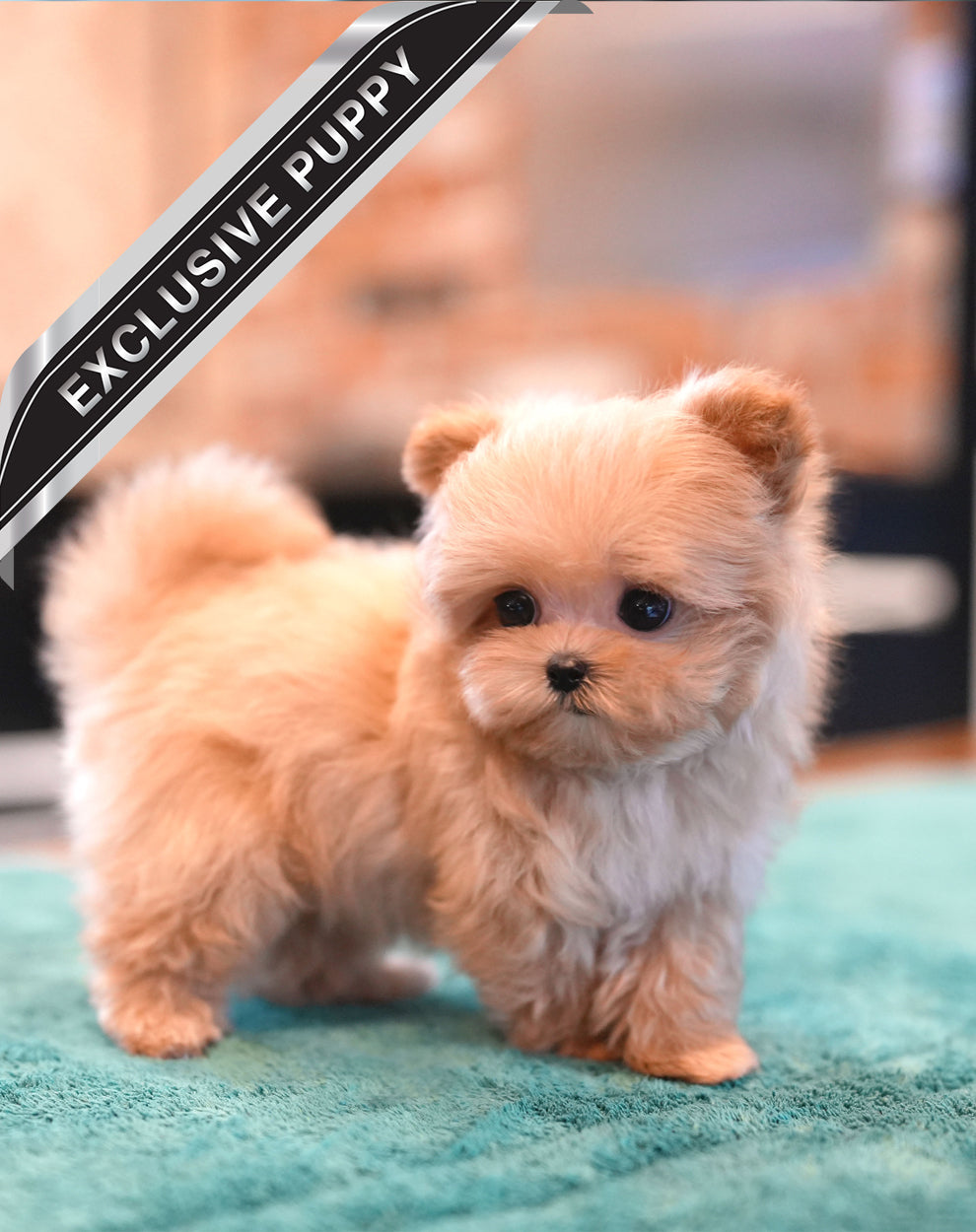 MALTIPOO_JULY