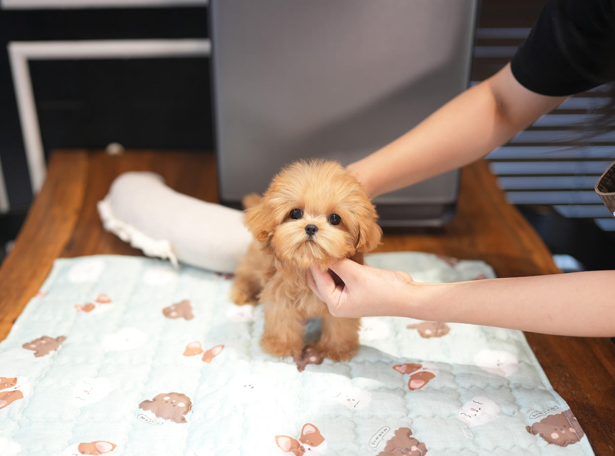 MALTIPOO_KAO