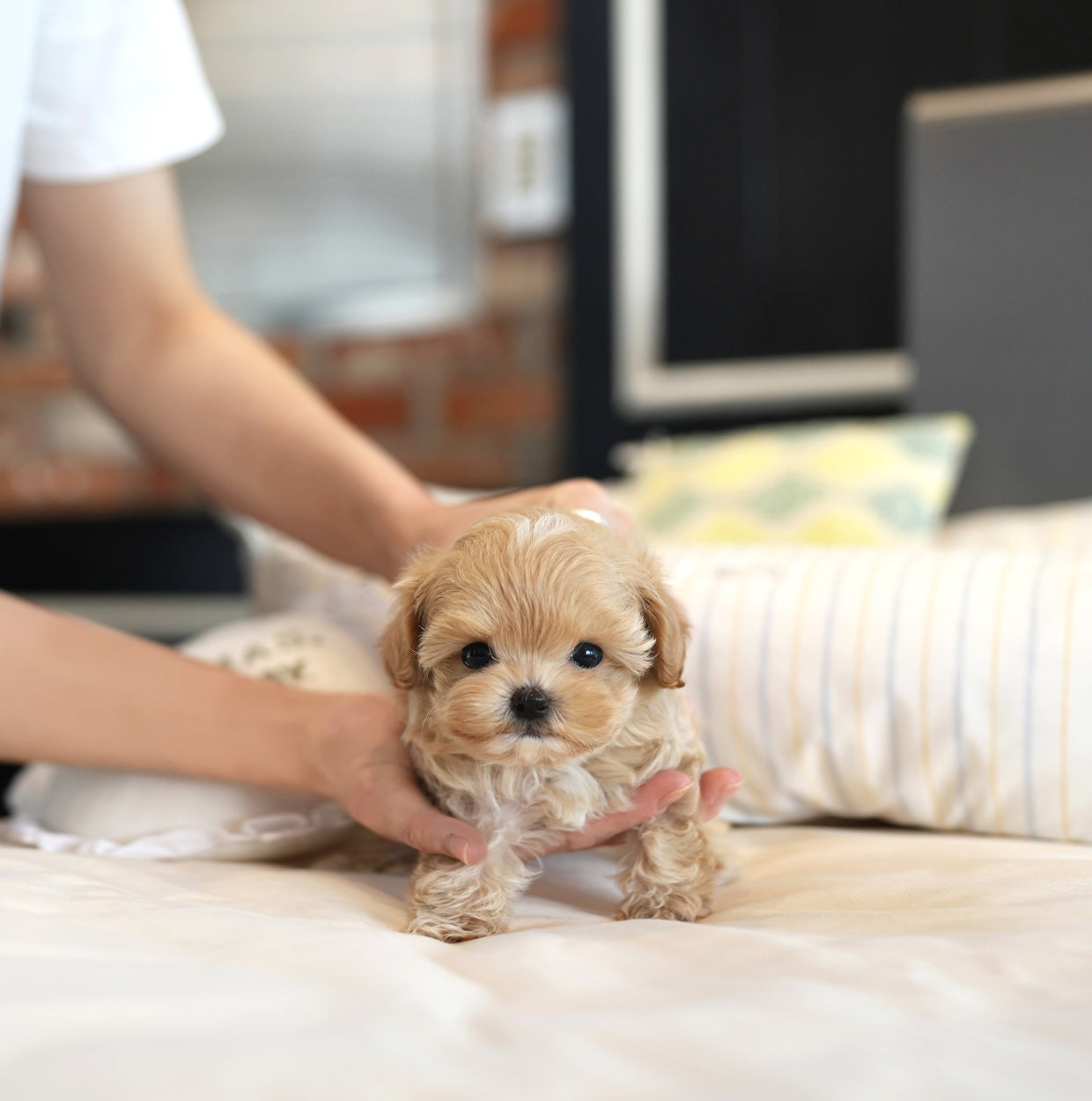 MALTIPOO_SOMSOM