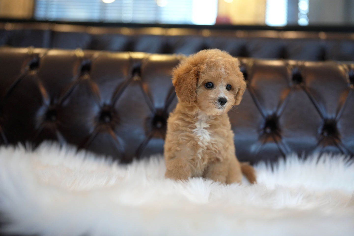 GOLDENDOODLE_MOCHA