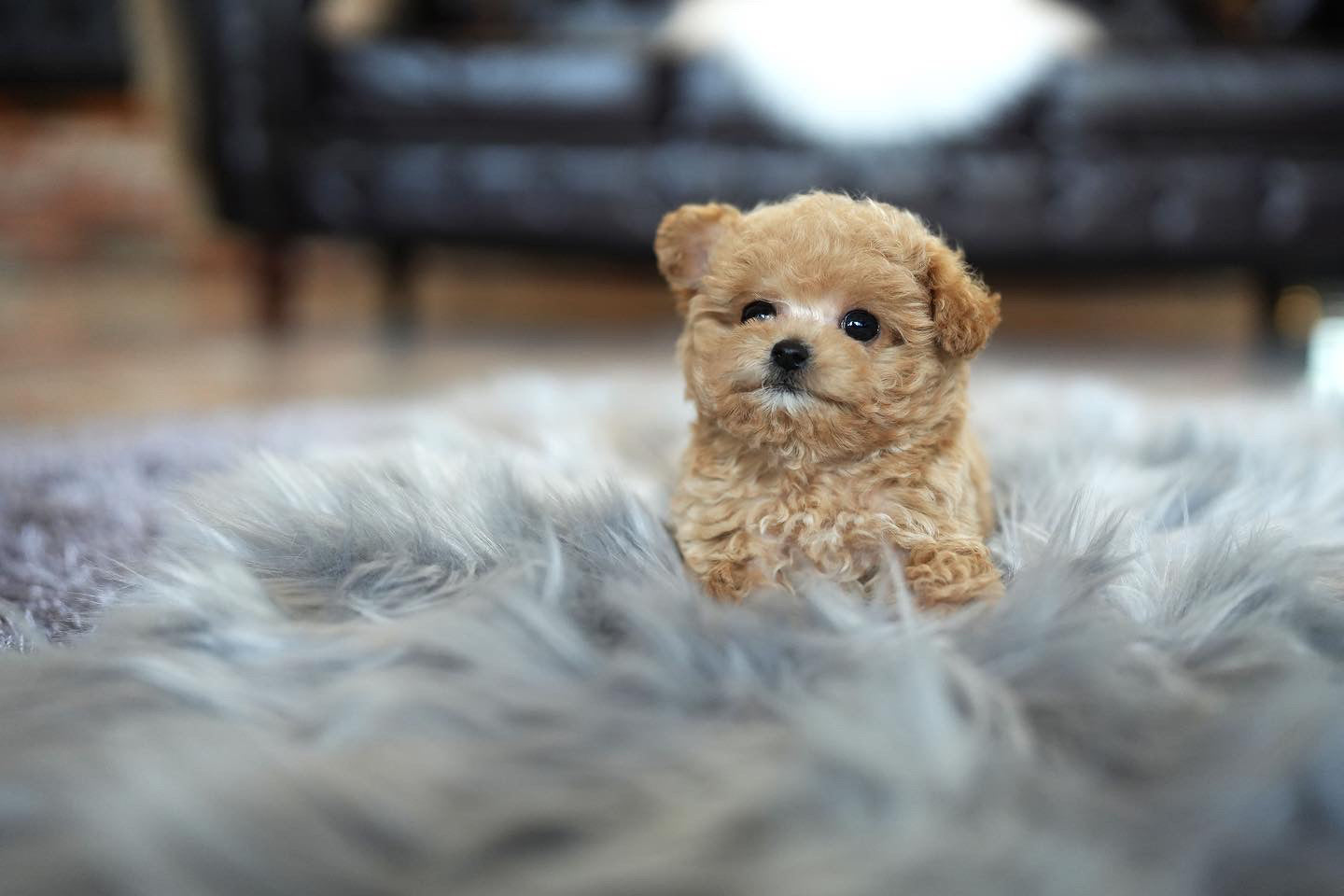 POODLE_JERRY