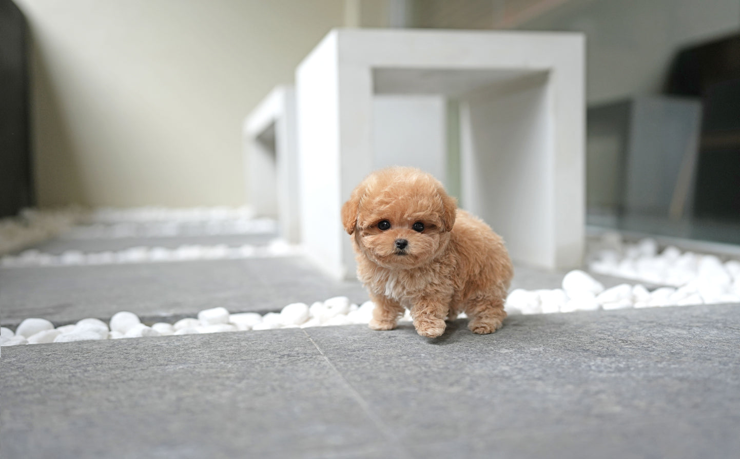 POODLE_HODOO