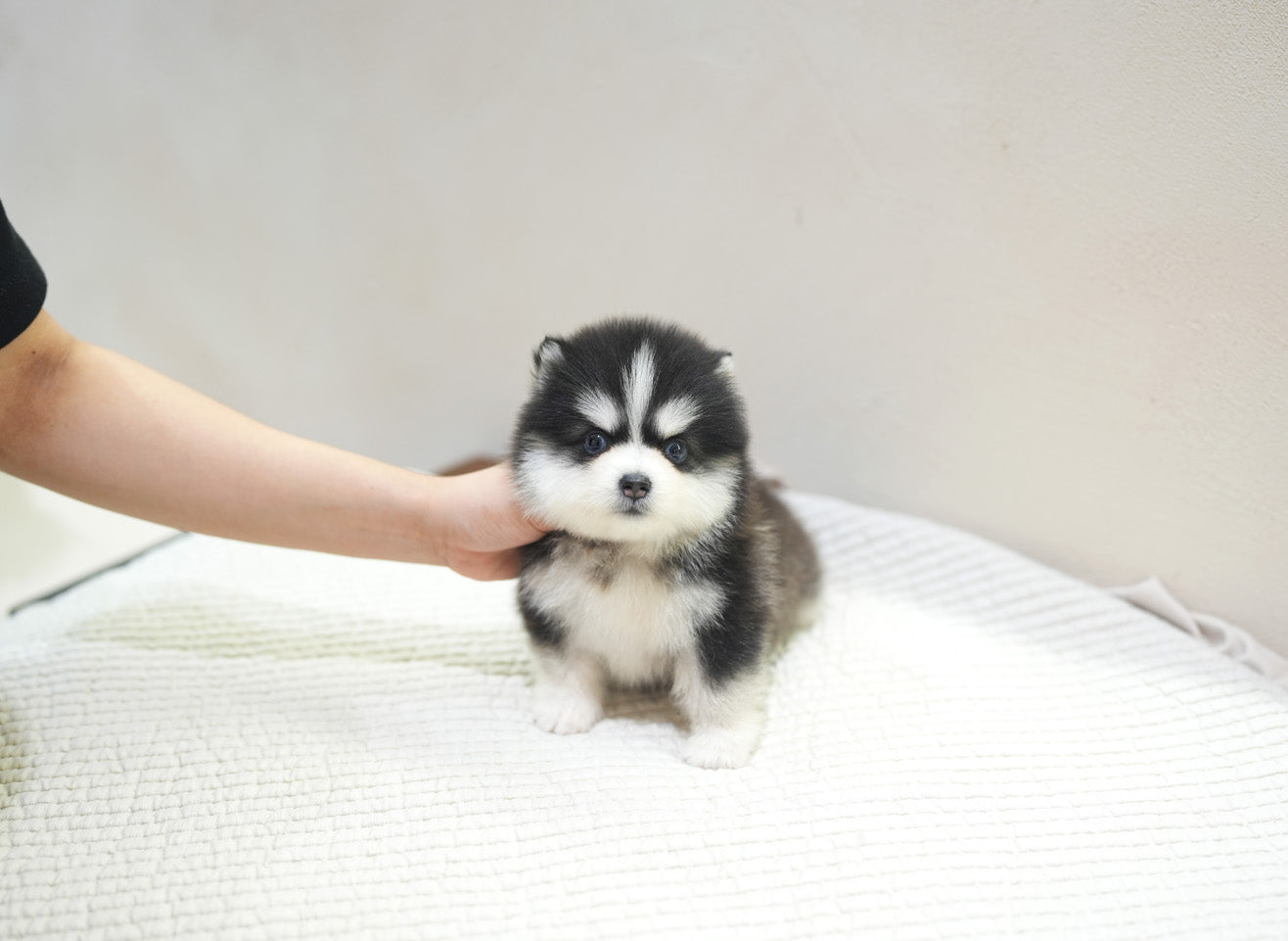 POMSKY_CUTIE