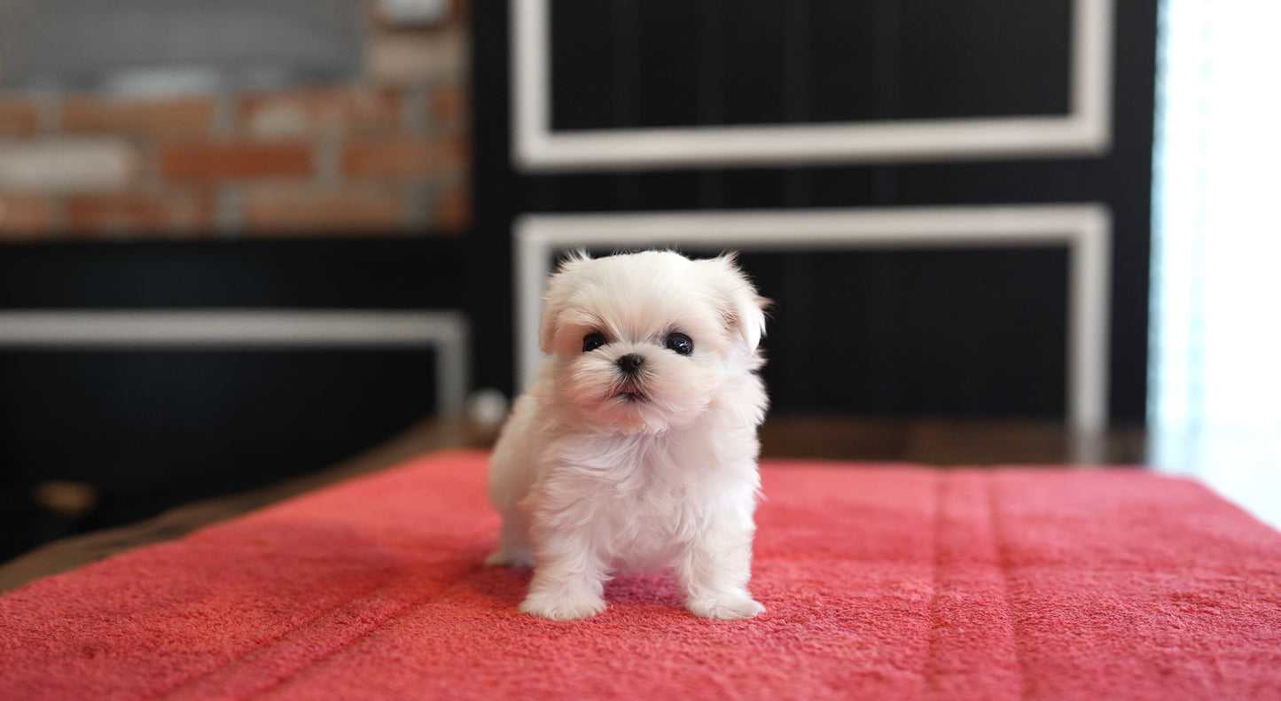 MALTESE_TEO