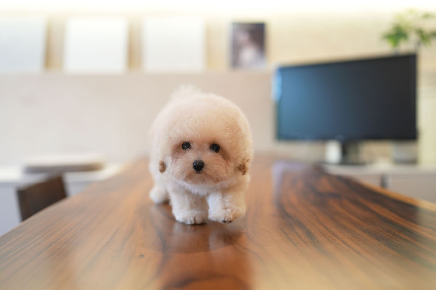 GOLDENDOODLE_MONKEY