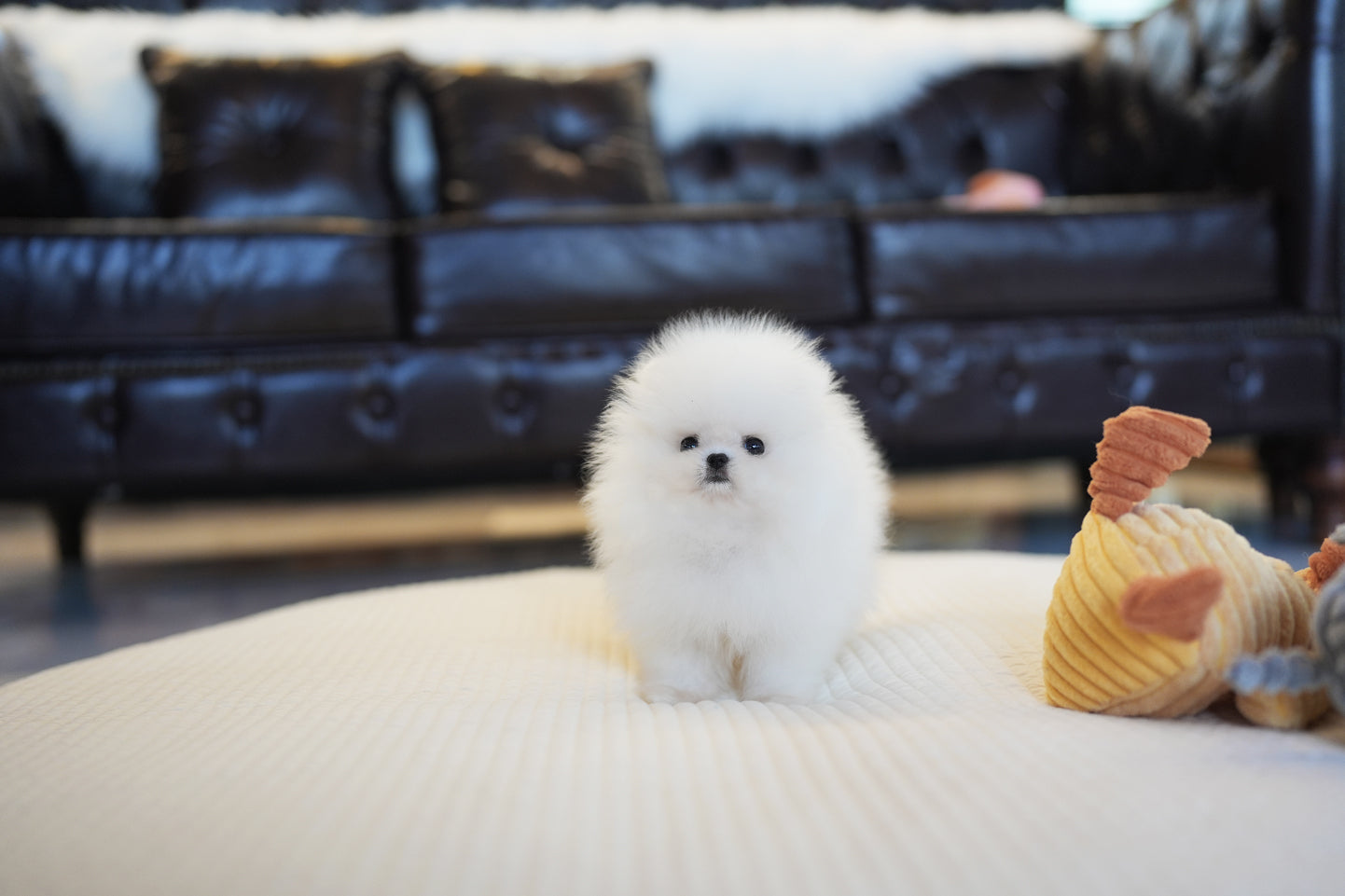 POMERANIAN_BECHU