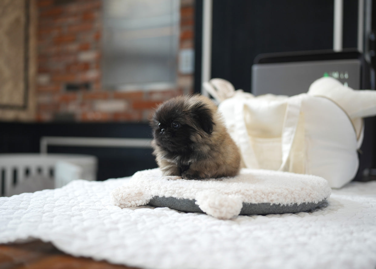 PEKINGESE_MOCHA