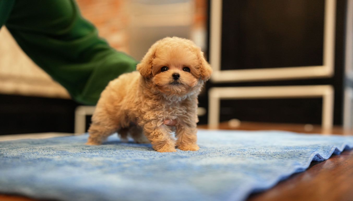 MALTIPOO_CHOCO