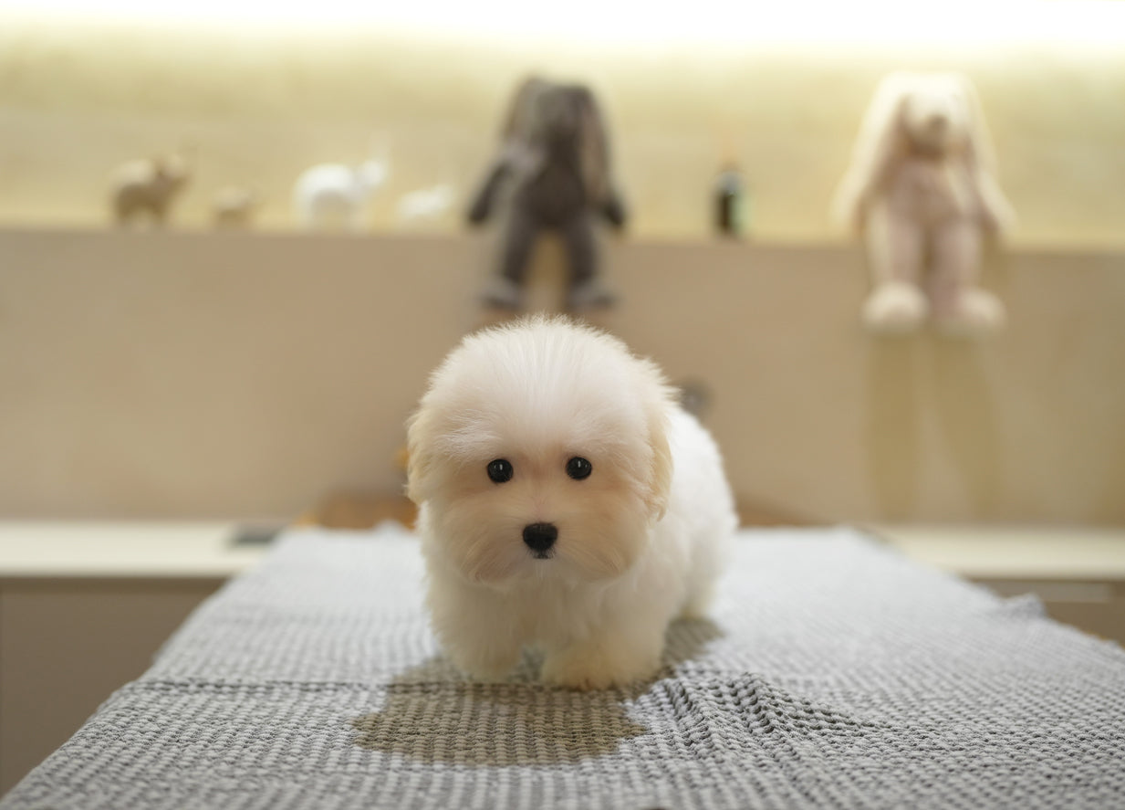 COTON DE TULEAR_DAY