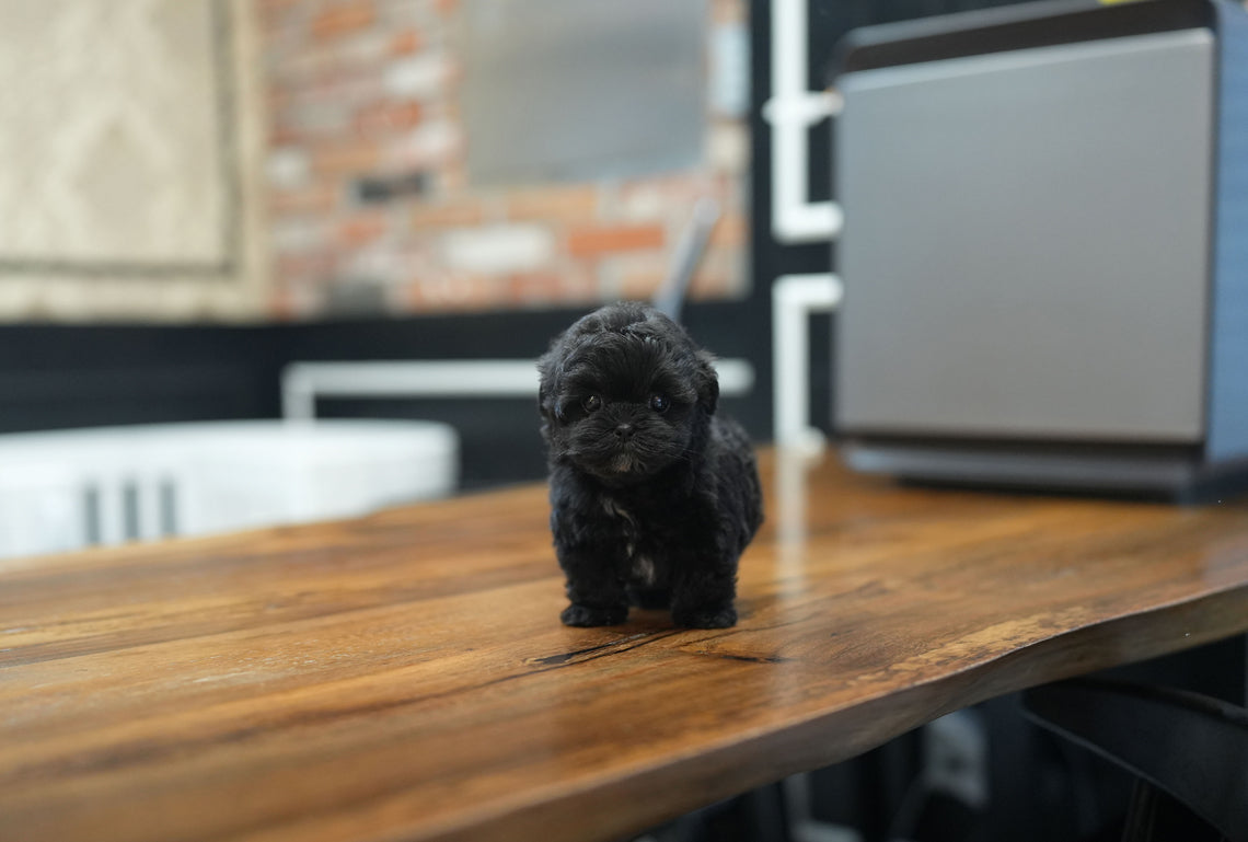 MALTIPOO_JULY