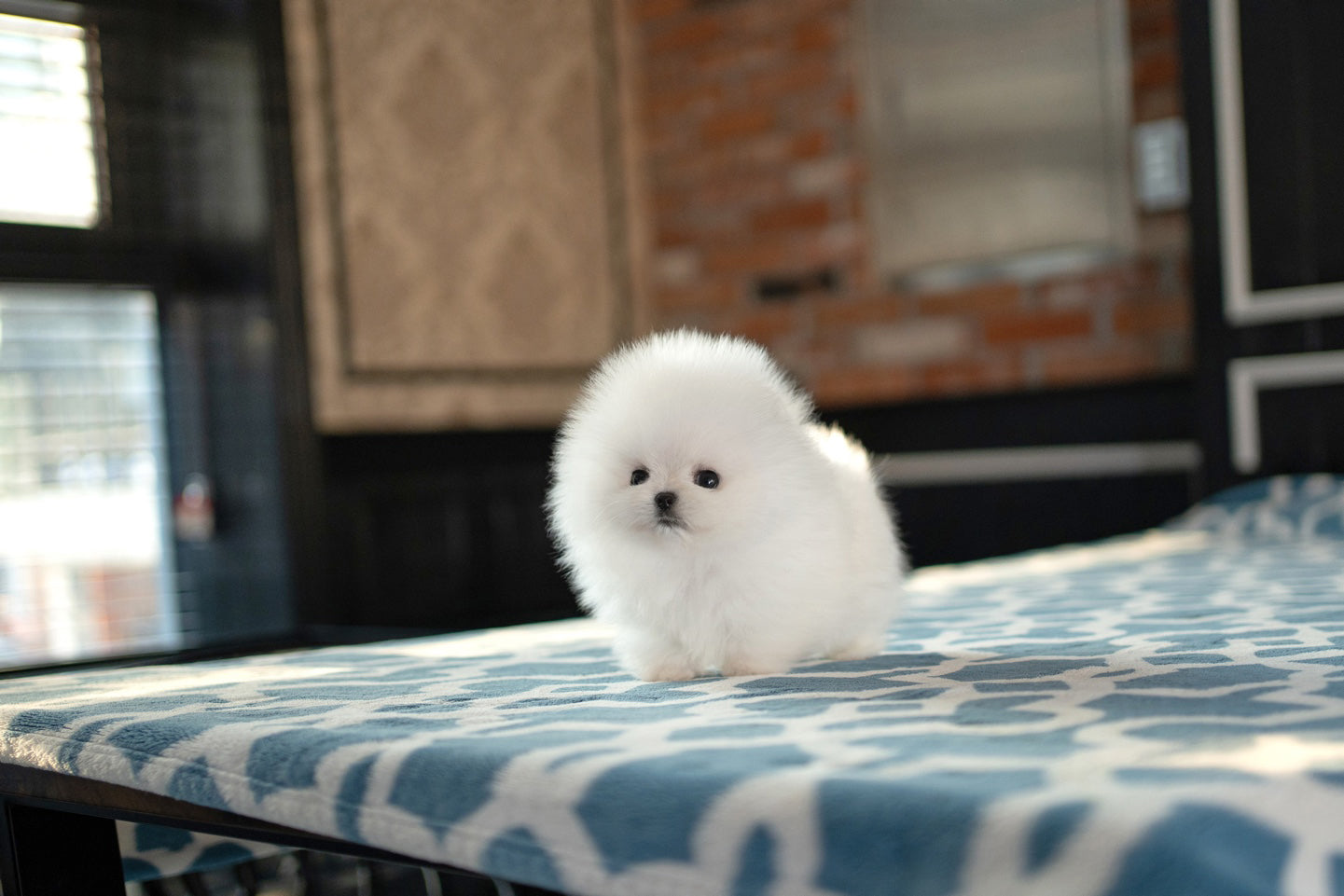 POMERANIAN_LILI