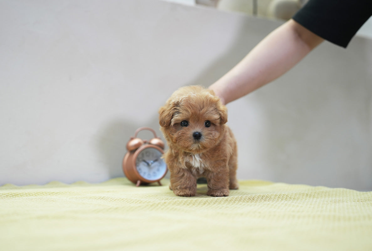 MALTIPOO_UYU