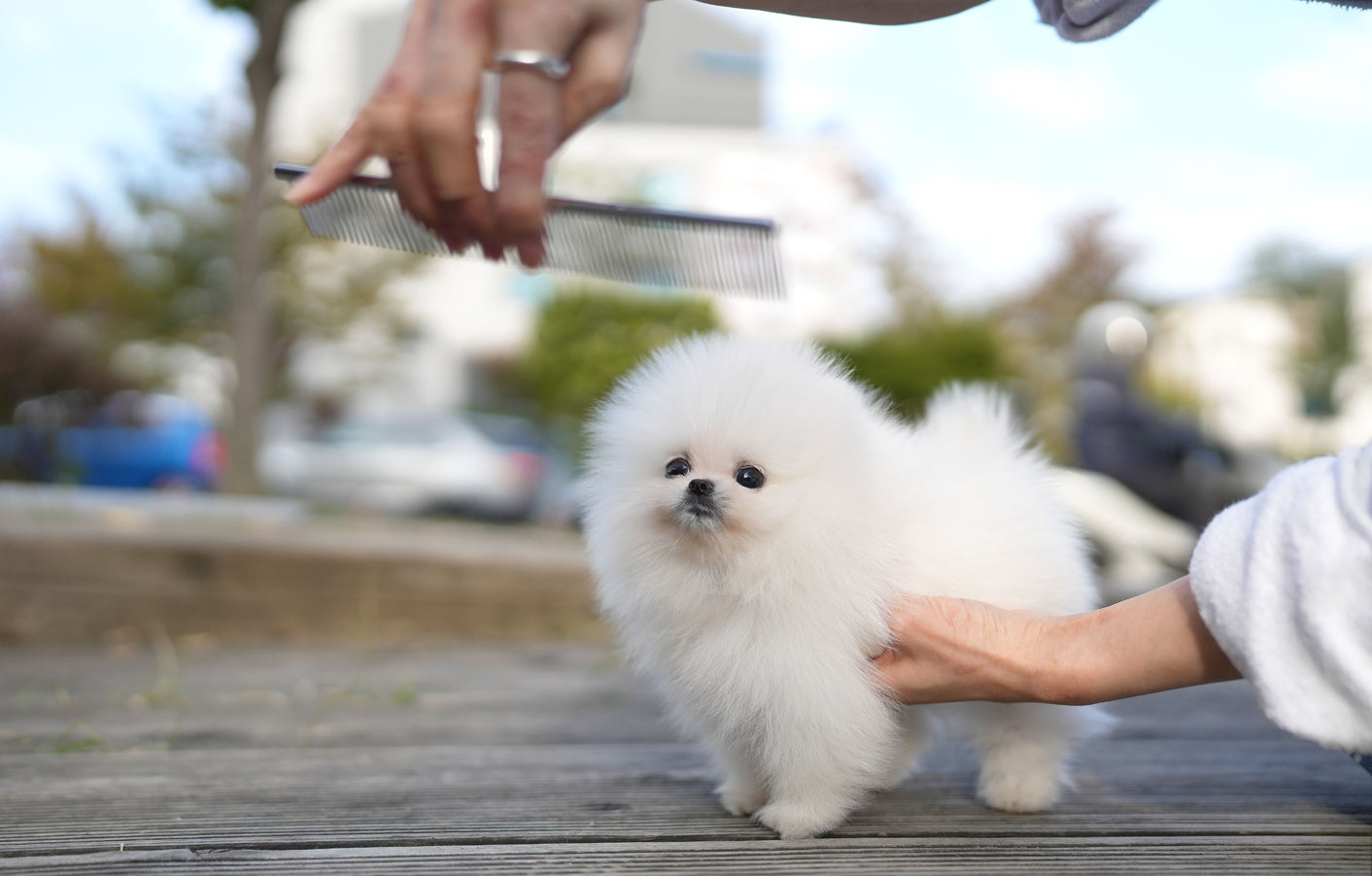 POMERANIAN_BABY