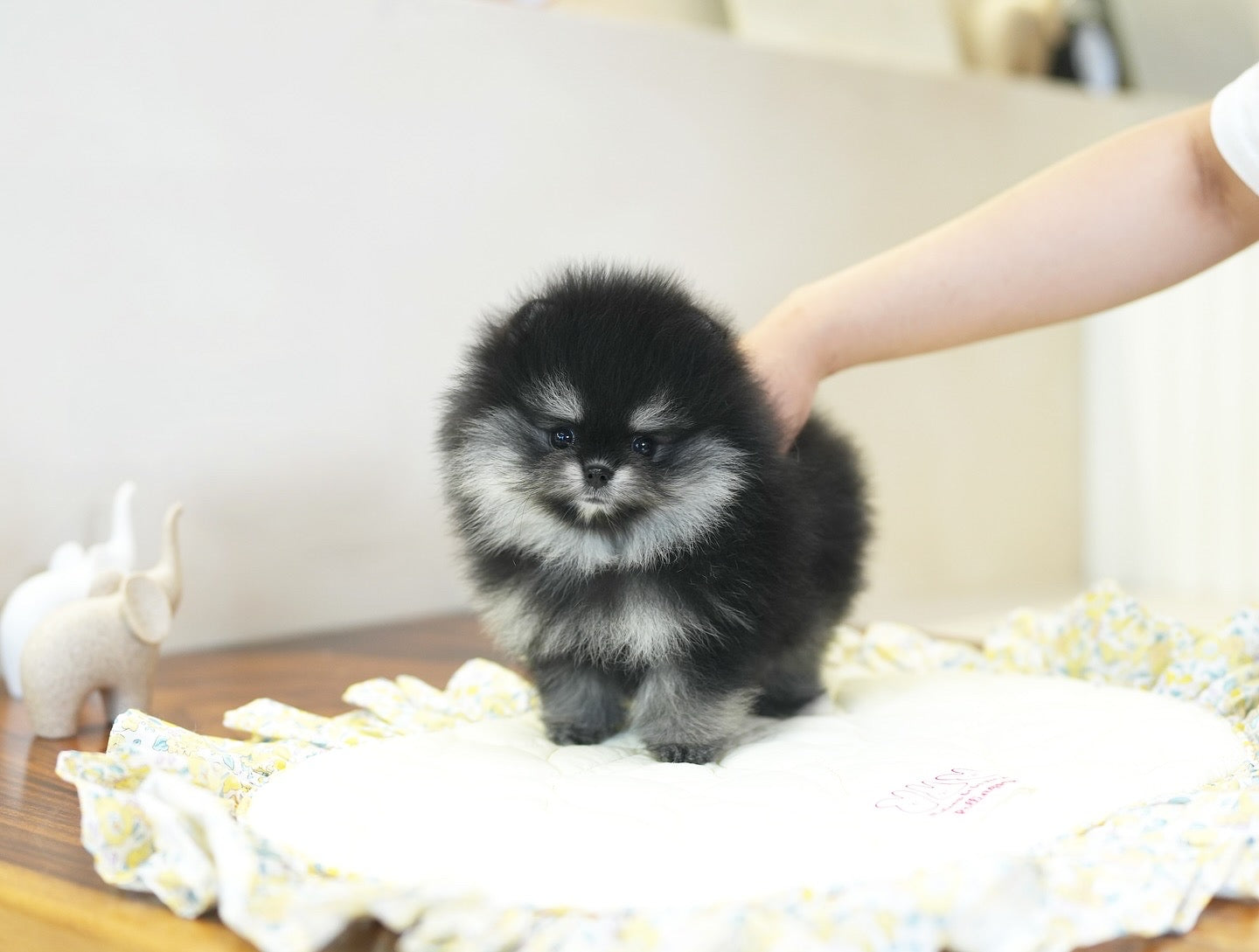 POMERANIAN_DIO