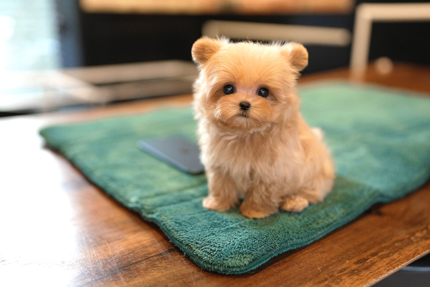 MALTIPOO_JULY