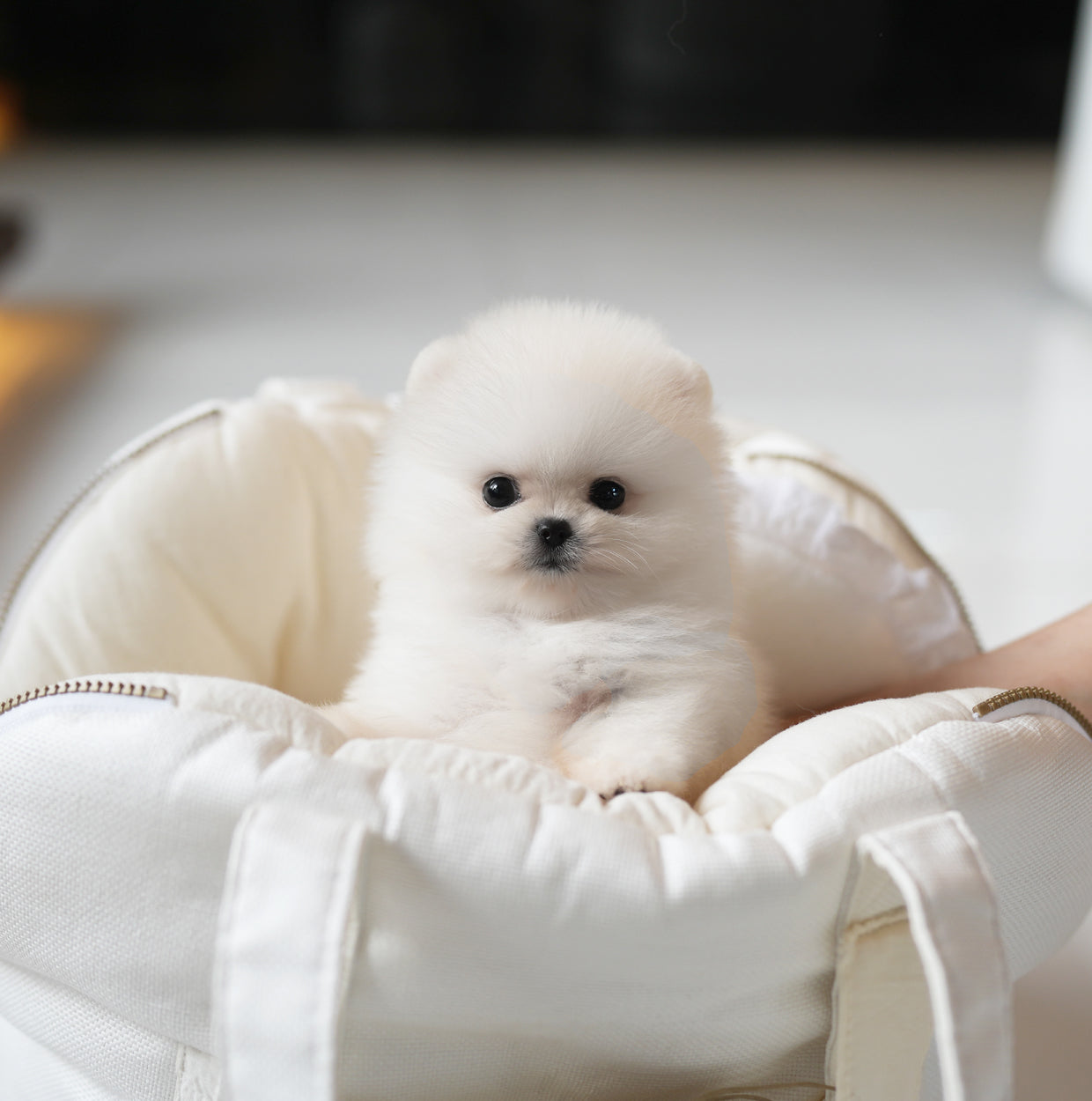 POMERANIAN_PPOMI - JIHOONS TEA CUP PUPPY
