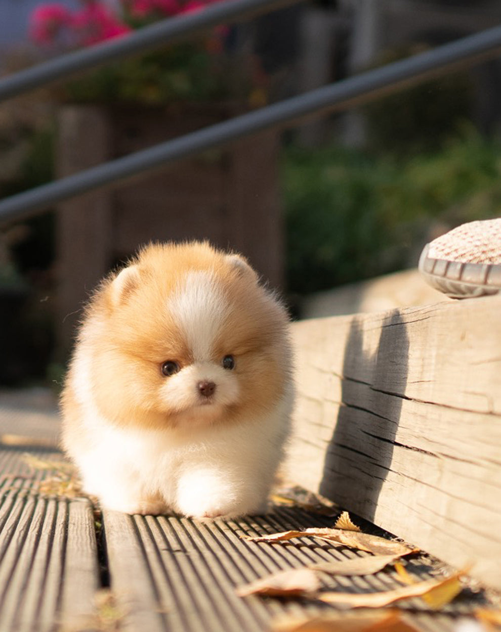 POMERANIAN_MAO