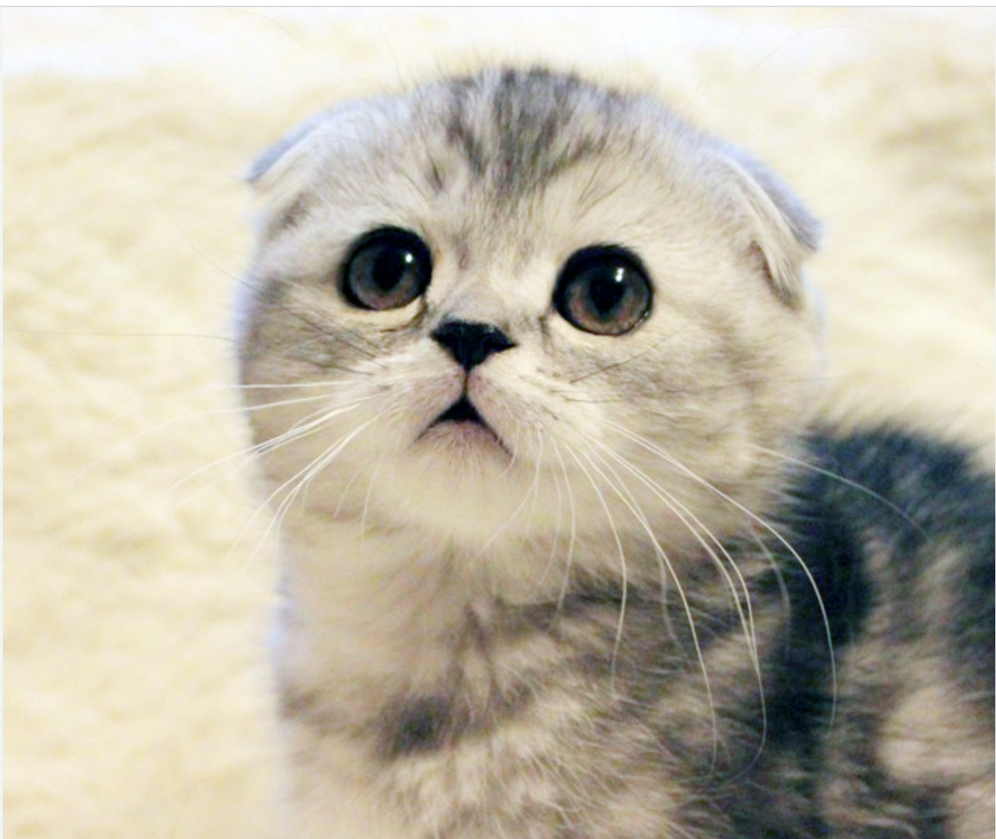 SCOTTISHFOLD