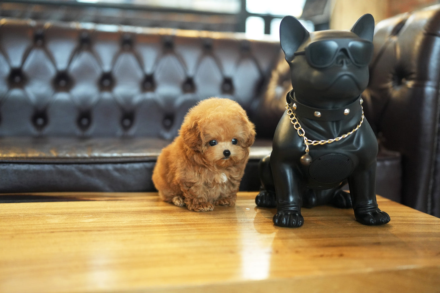 POODLE_TSUKI