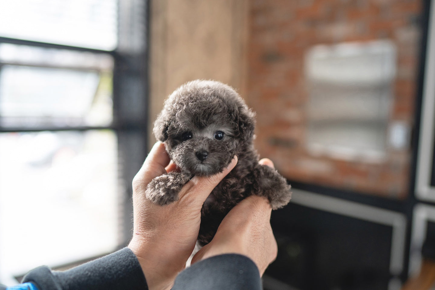 POODLE_BLUE