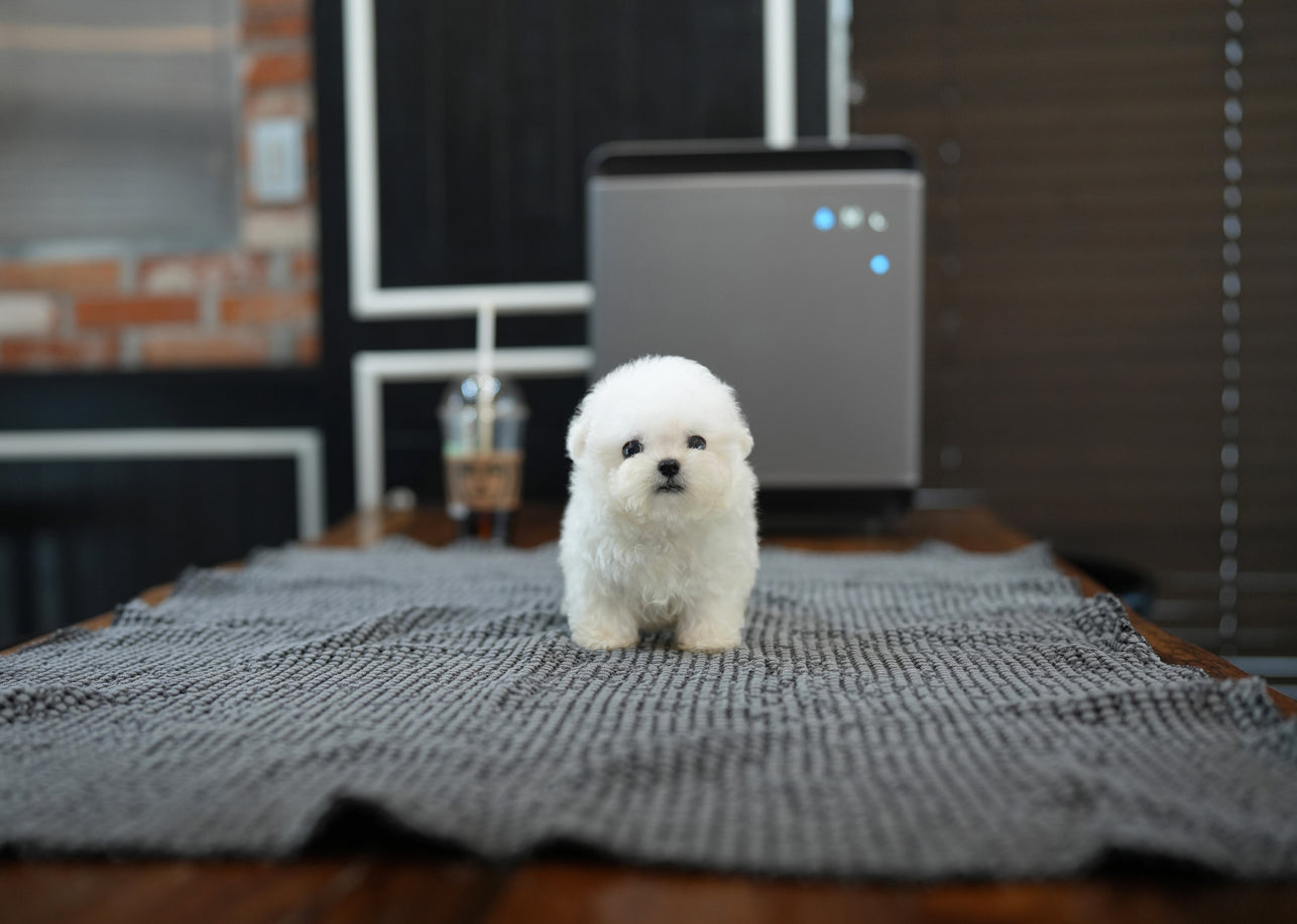 BICHON_YOON