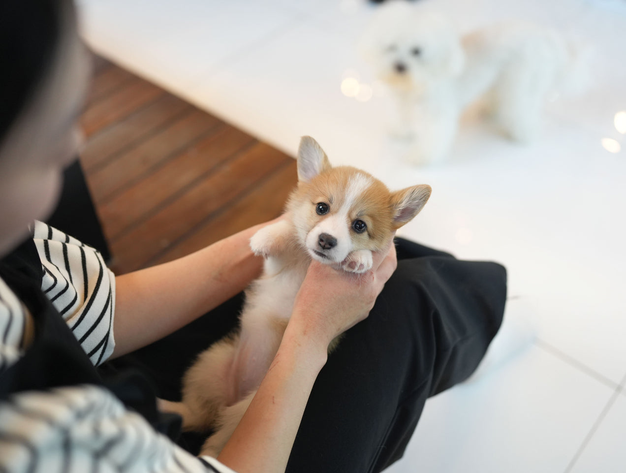 WELSH CORGI_PEPSI