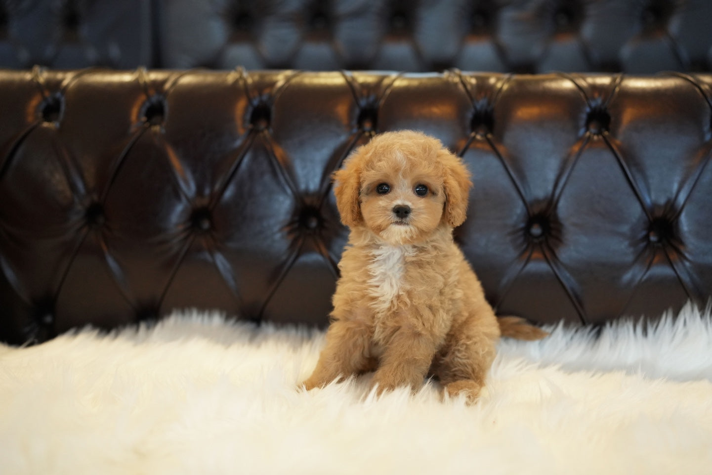 GOLDENDOODLE_MOCHA