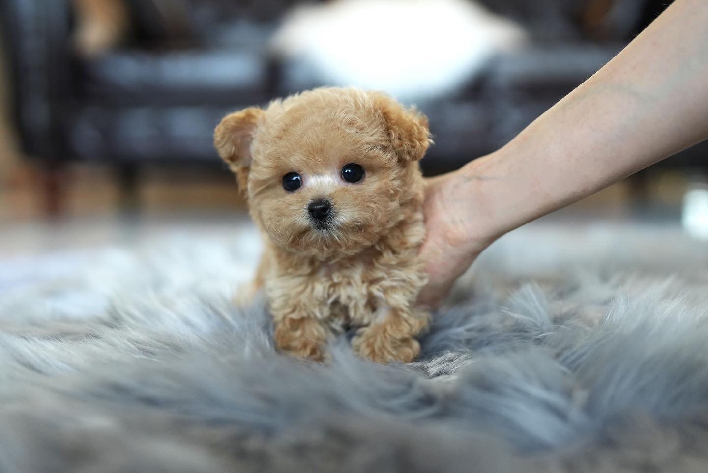 POODLE_JERRY