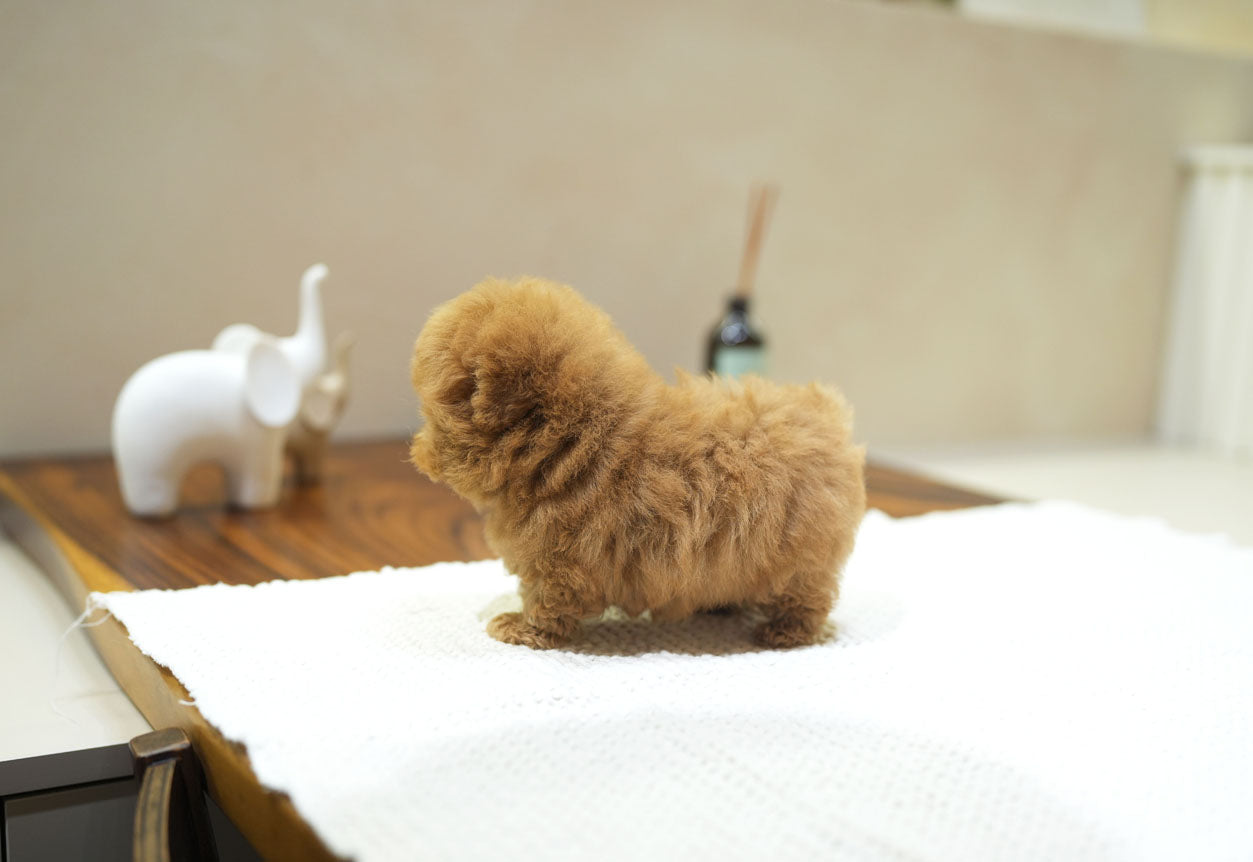 POODLE_MOKA