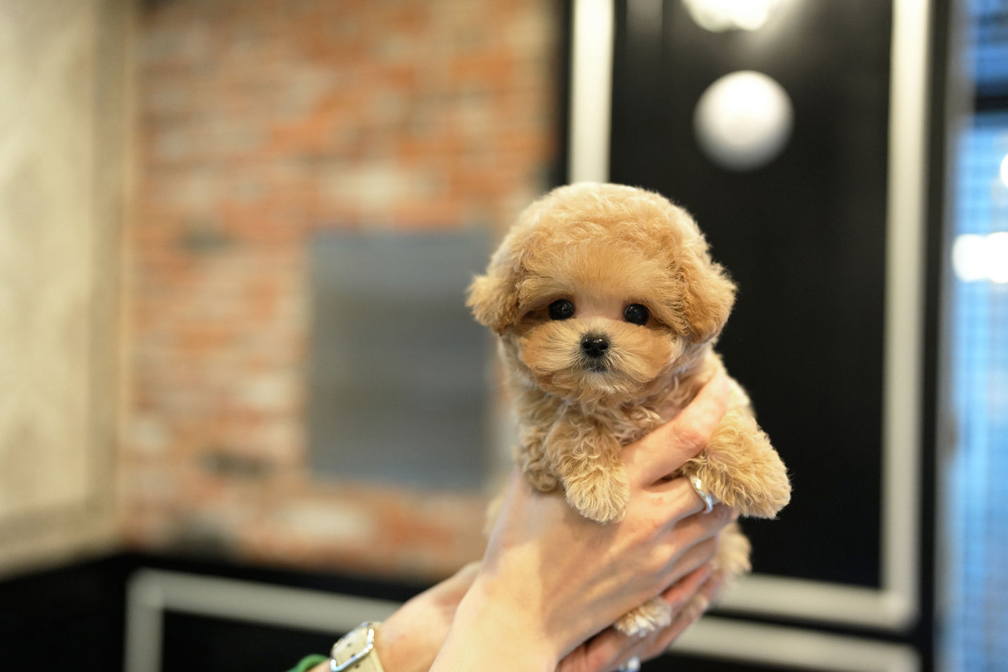 MALTIPOO_CHOCO