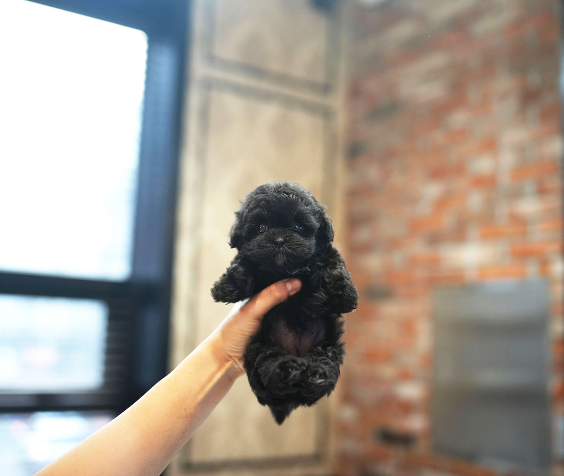 MALTIPOO_JULY