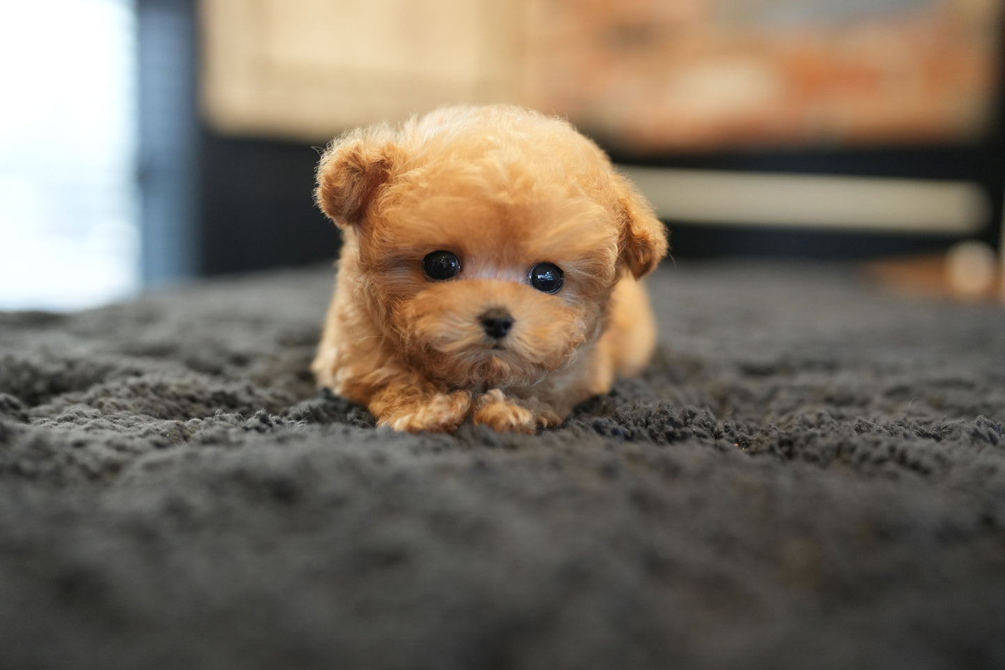 POODLE_PEANUT