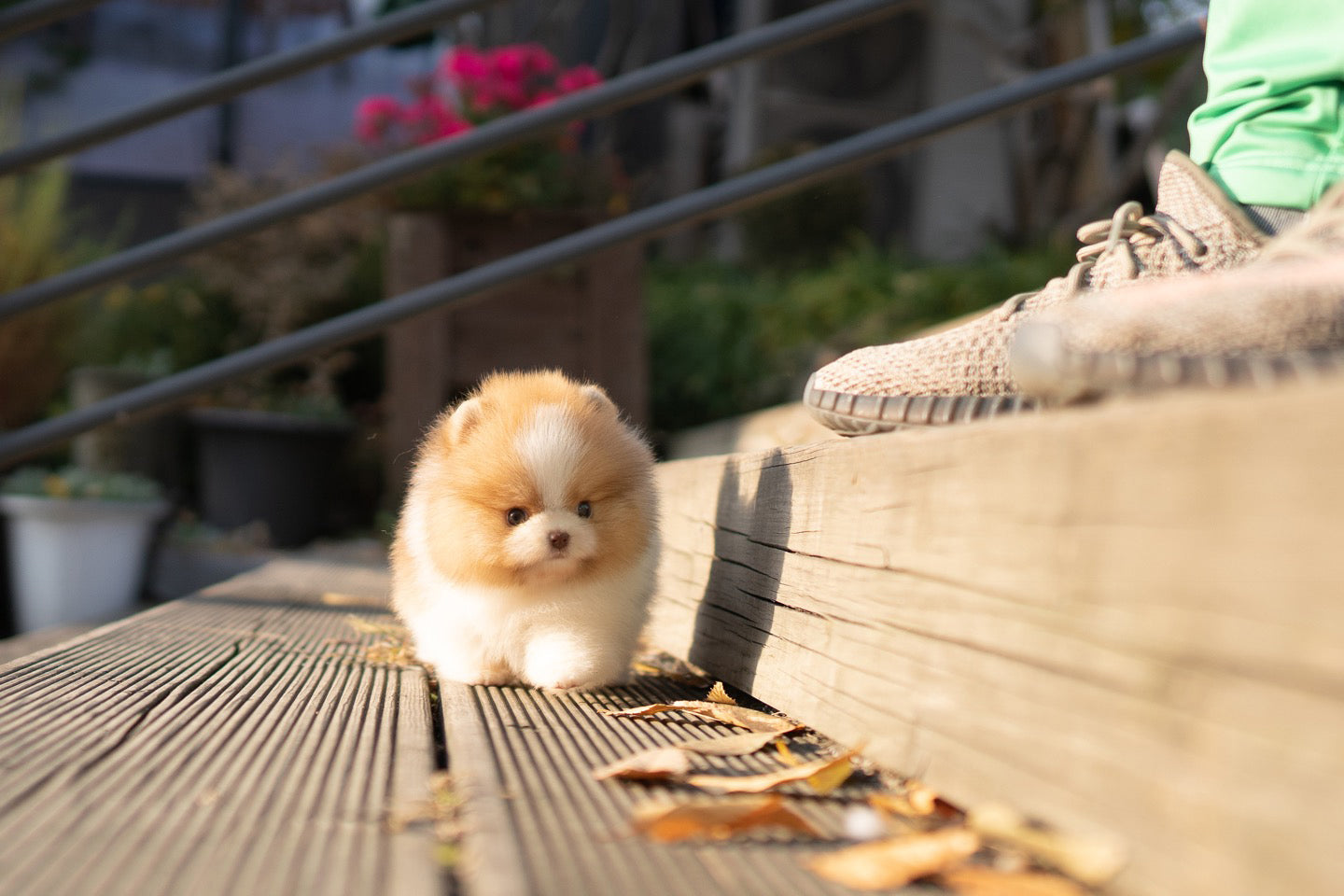 POMERANIAN_MAO