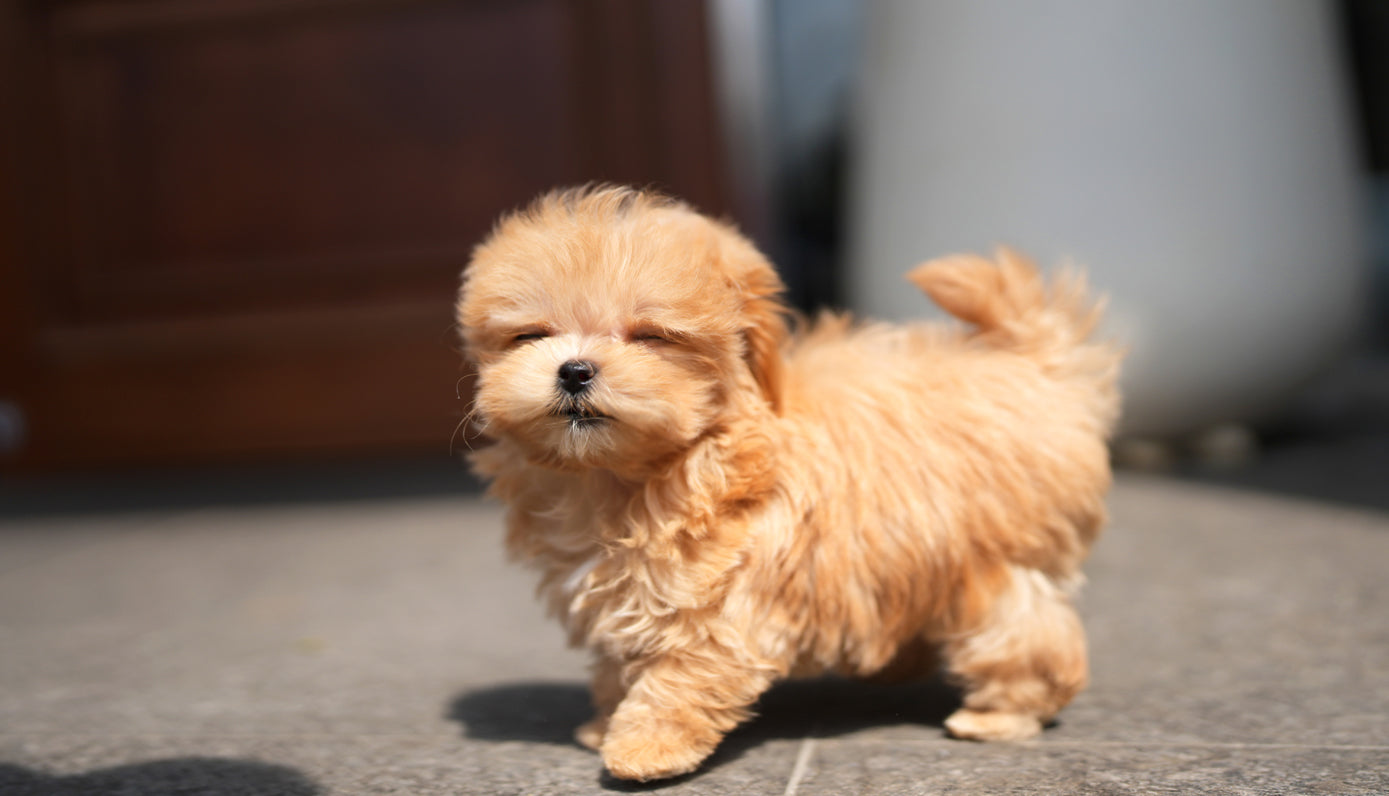 MALTIPOO_JUMONG