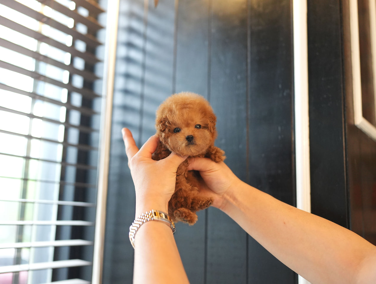 POODLE_MINI