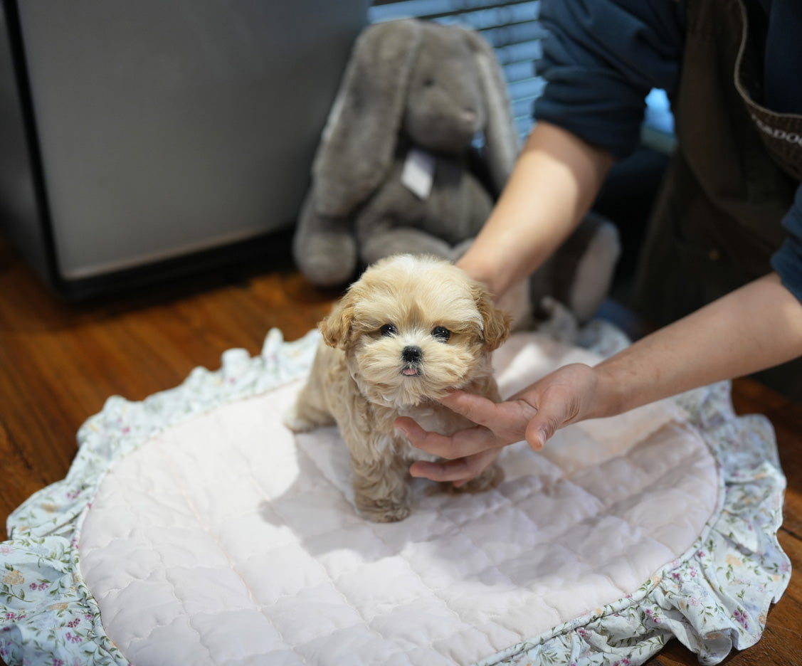 MALTIPOO_RAY