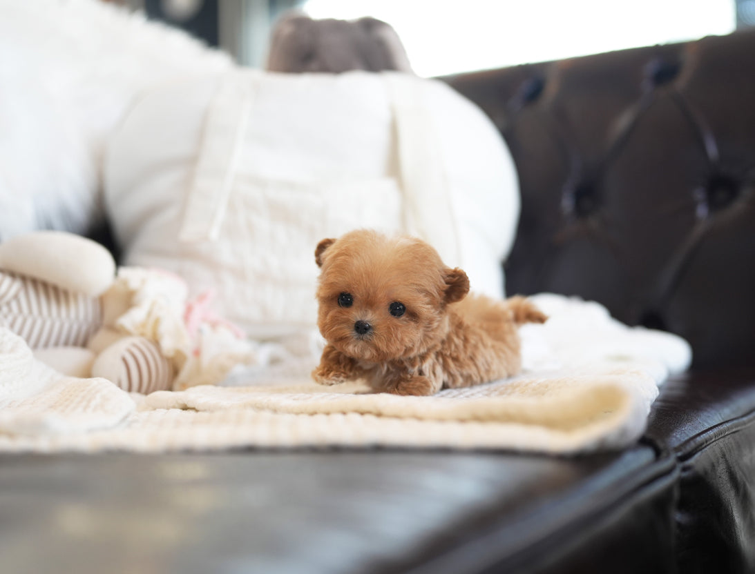 MALTIPOO_LATTE