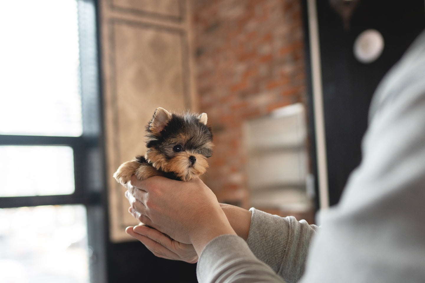 YORKIE_KAN