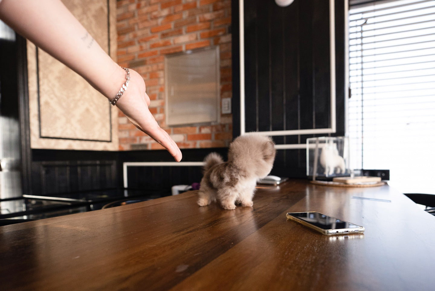 POMERANIAN_COOKIE