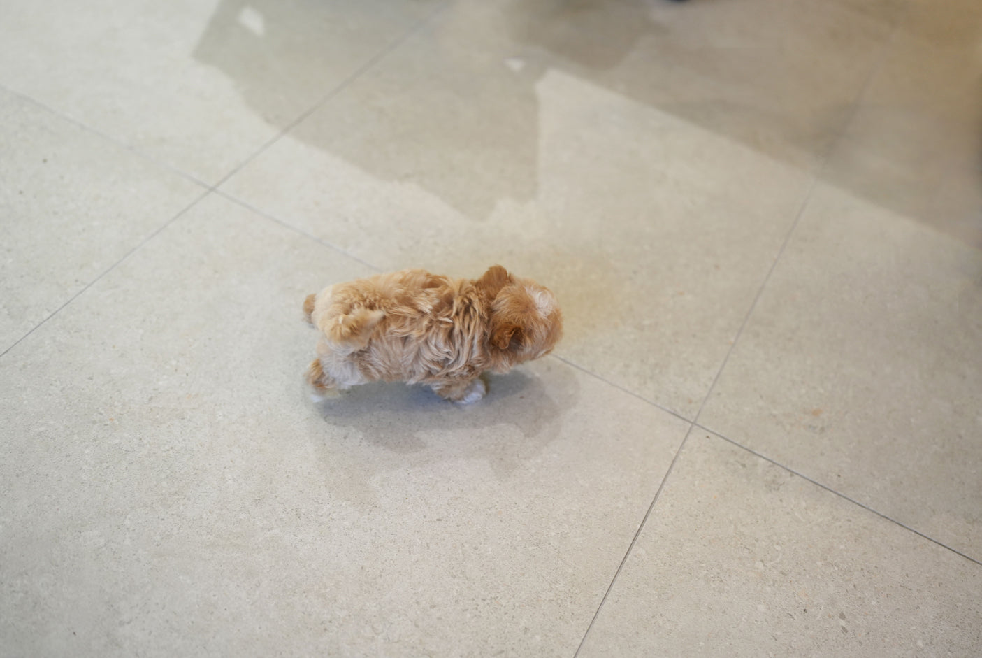 MALTIPOO_WOORI