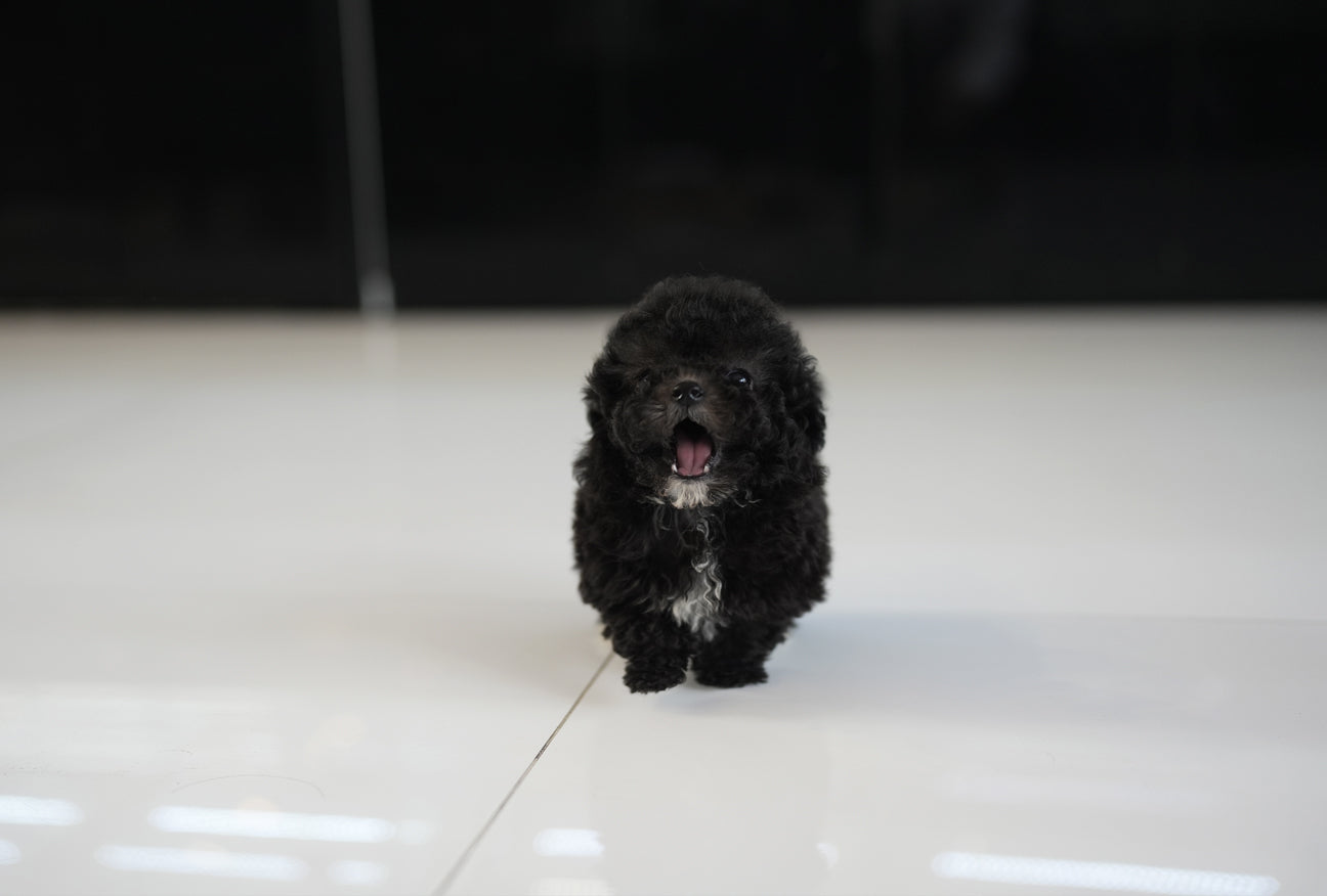 POODLE_COOKIE