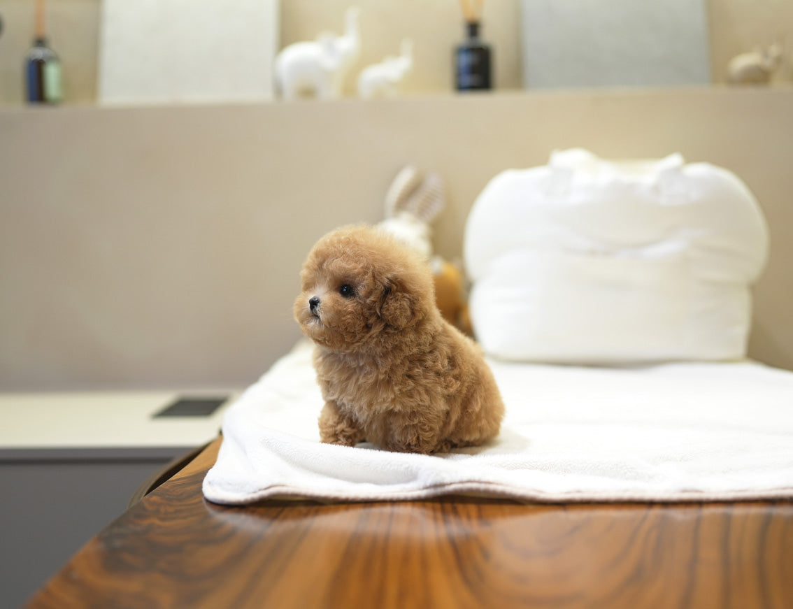 POODLE_IRAE