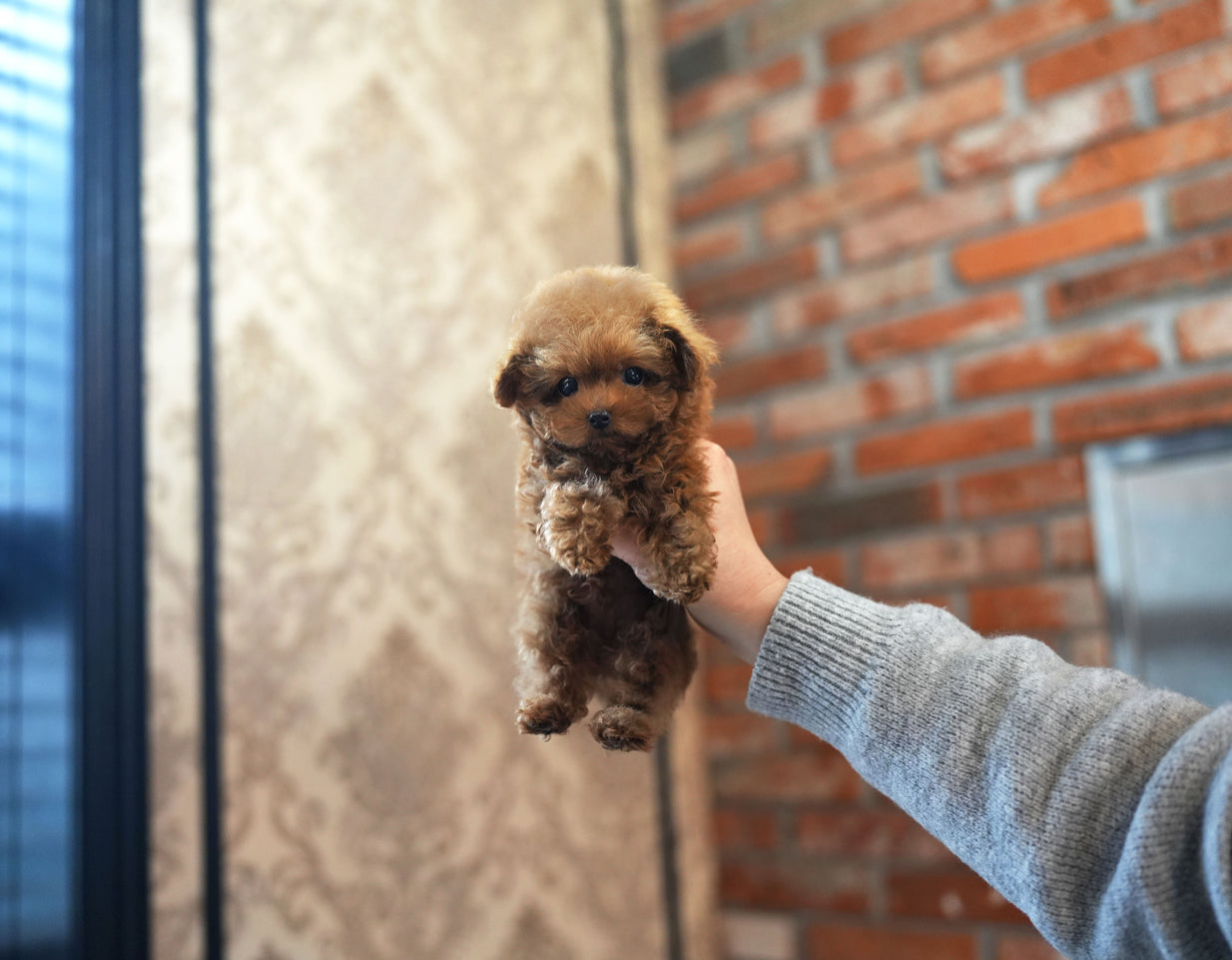POODLE_BIN