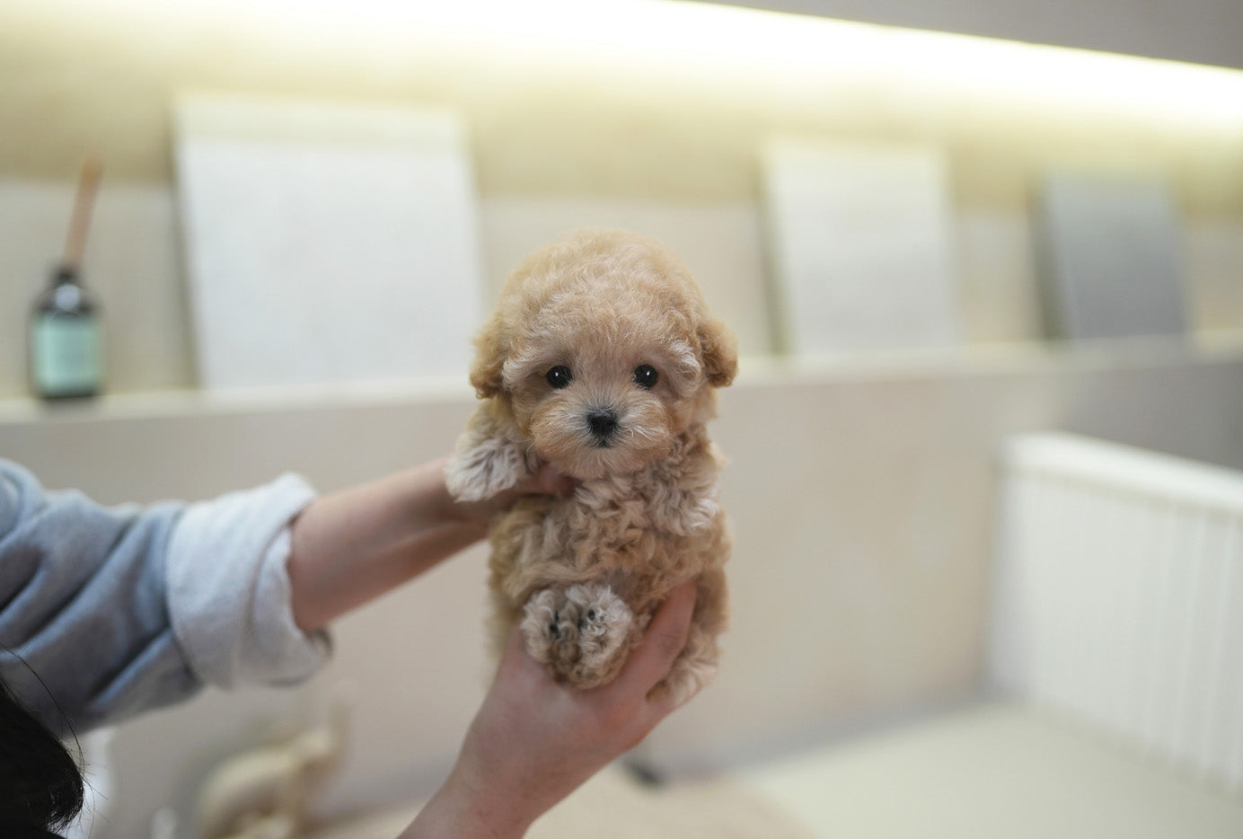 POODLE_ARI