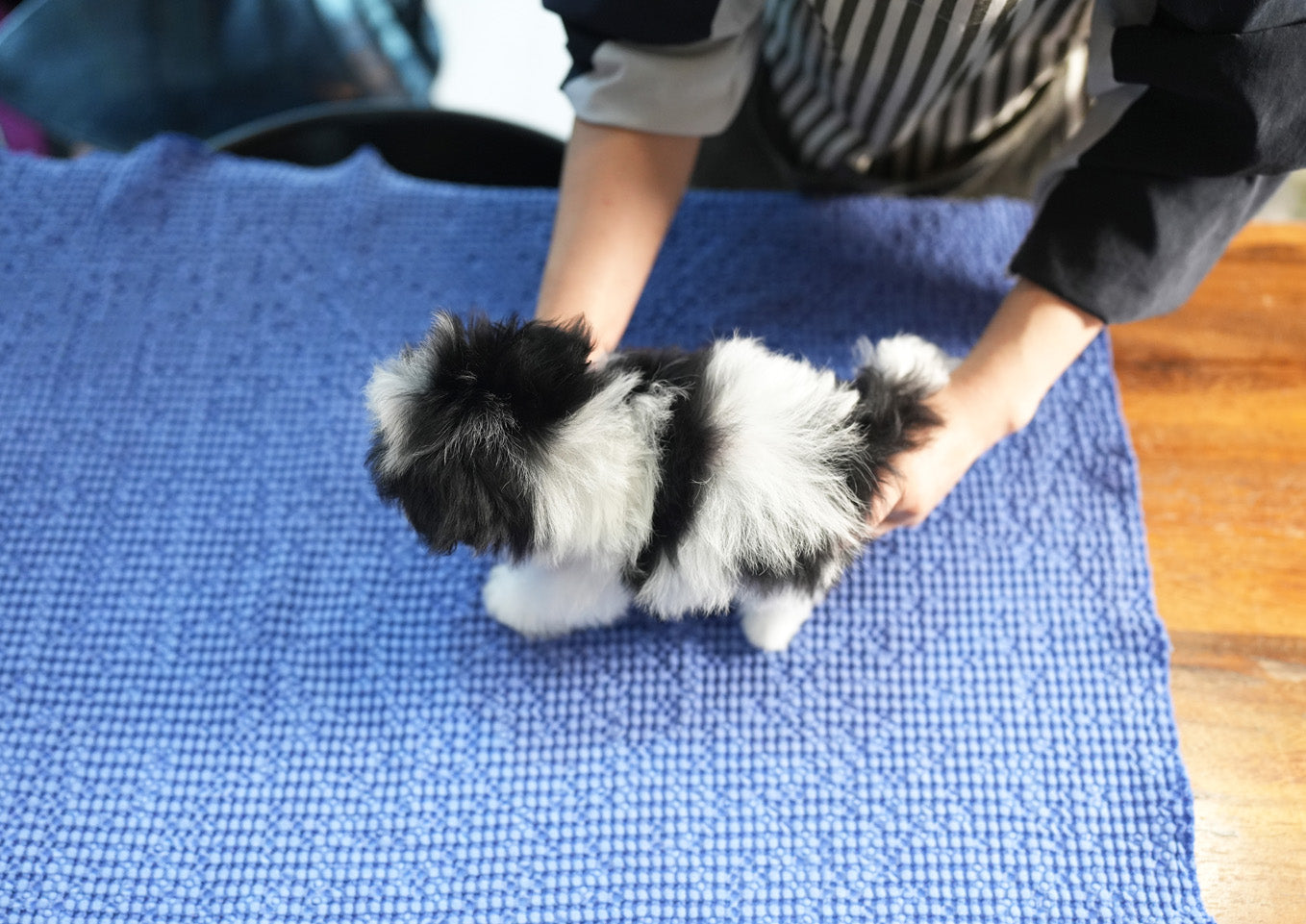 MALTIPOO_PANDA