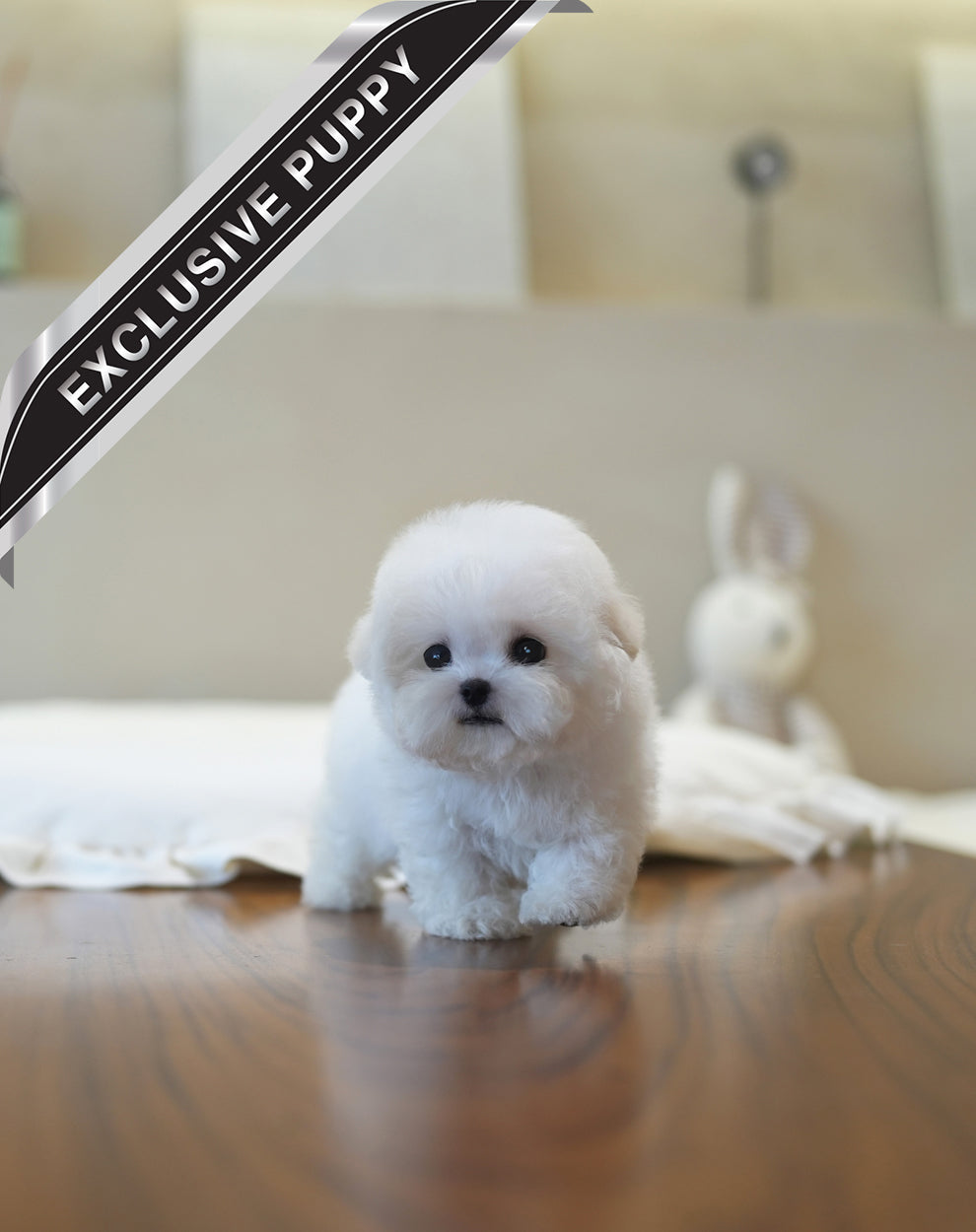 BICHON_SUNNY