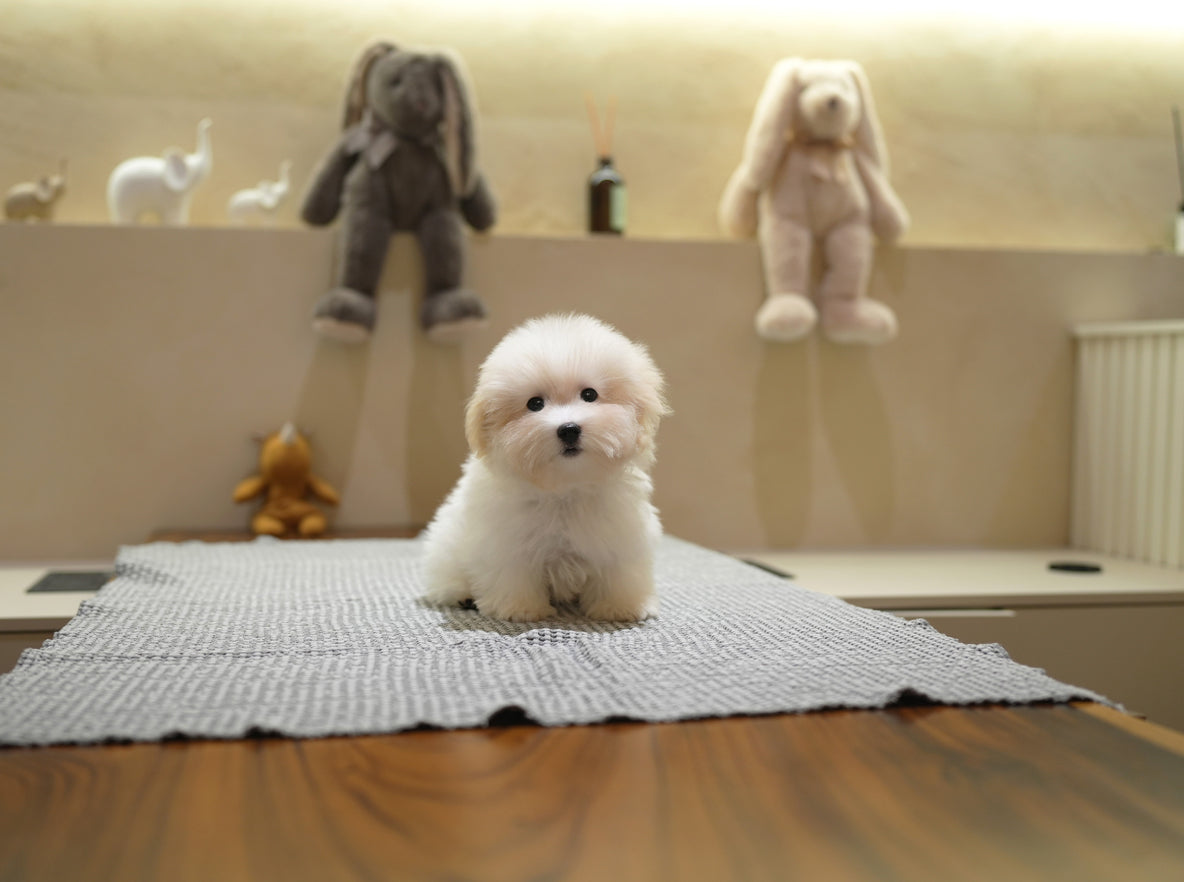COTON DE TULEAR_DAY