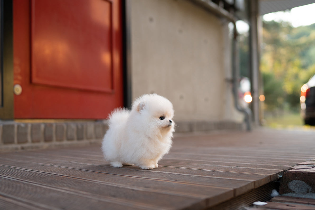 POMERANIAN_SELENA