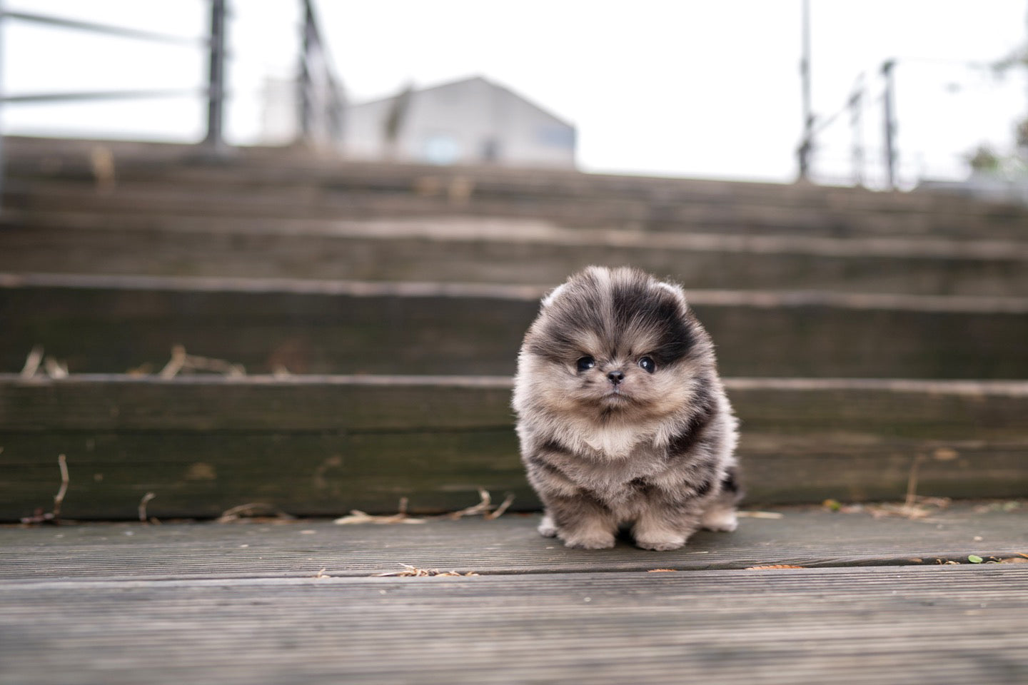 POMERANIAN_TOM